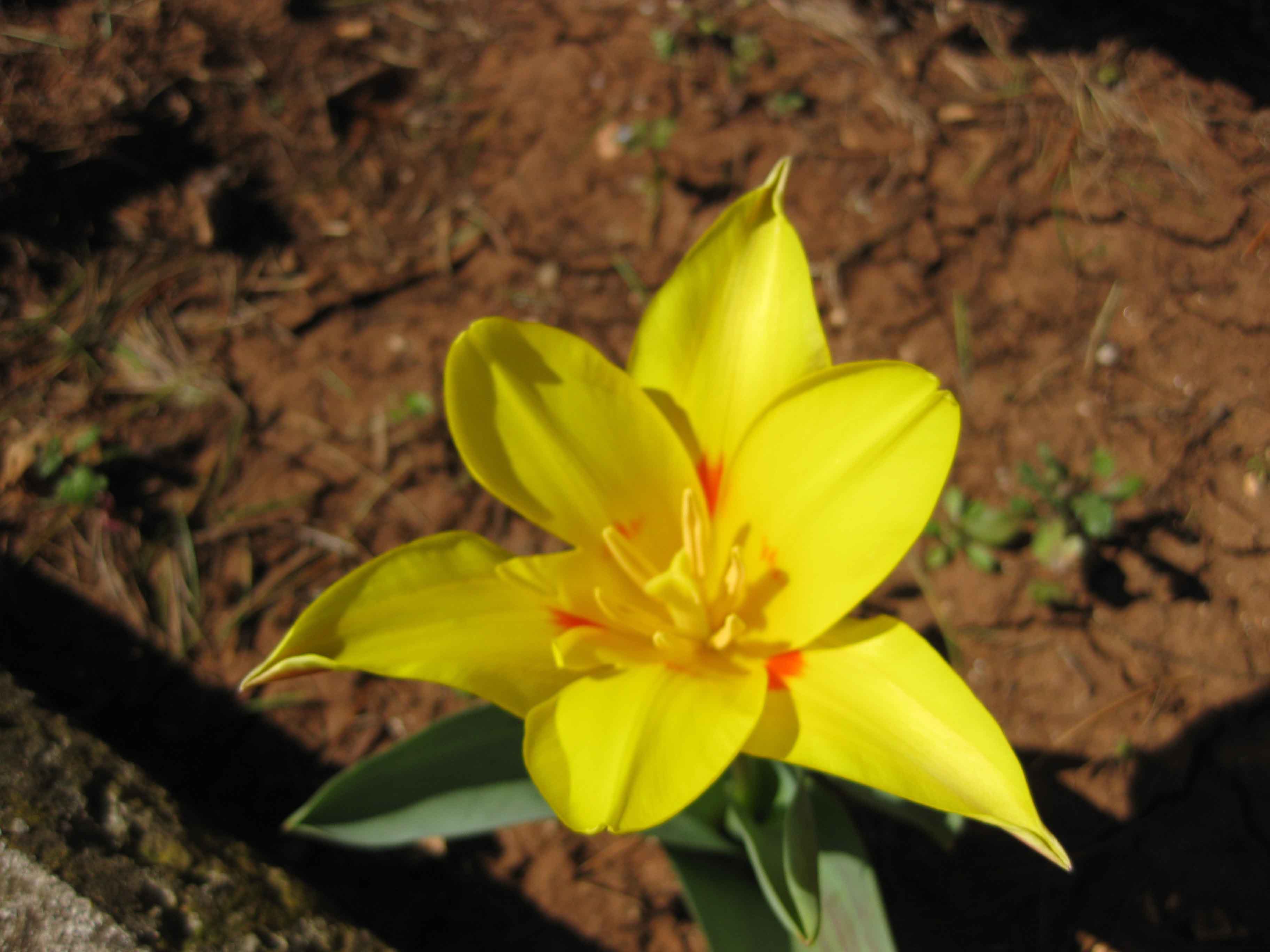 Tulipa sylvestis -  Tulipano sevatico